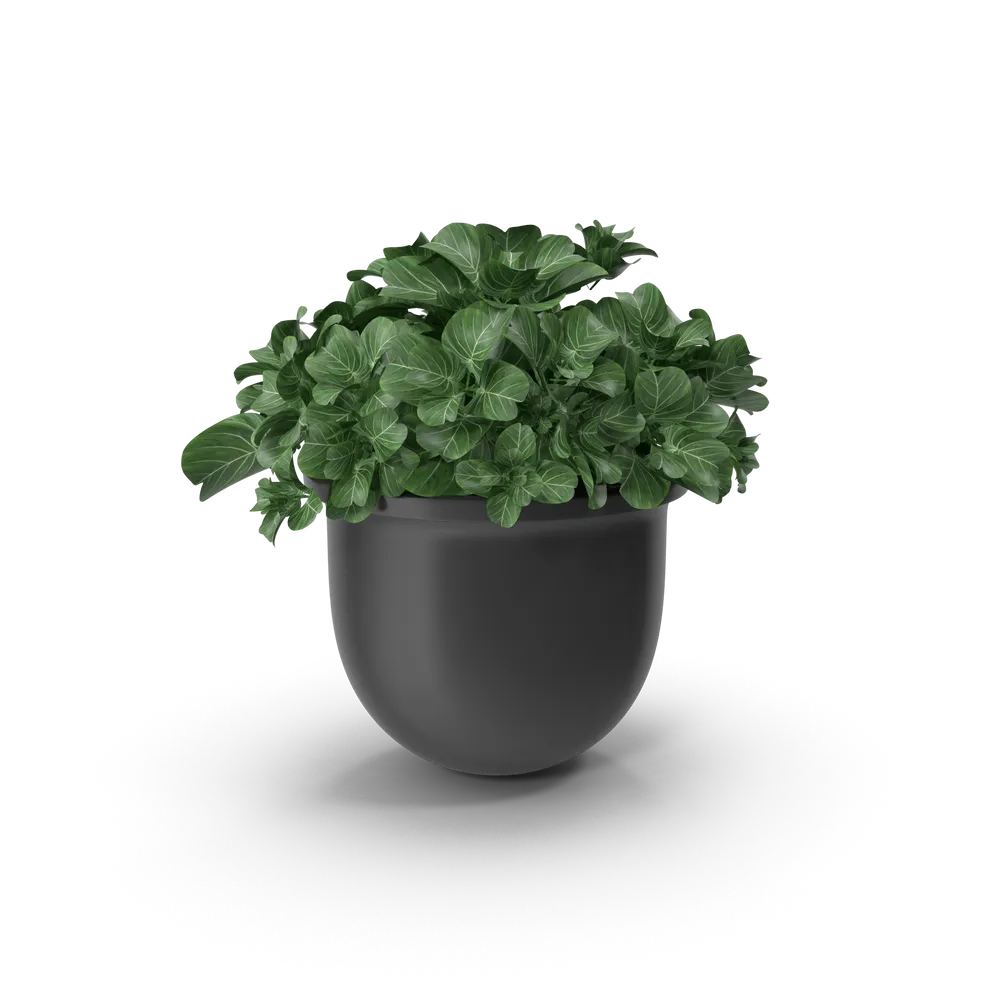 A green plant in a decorative black pot